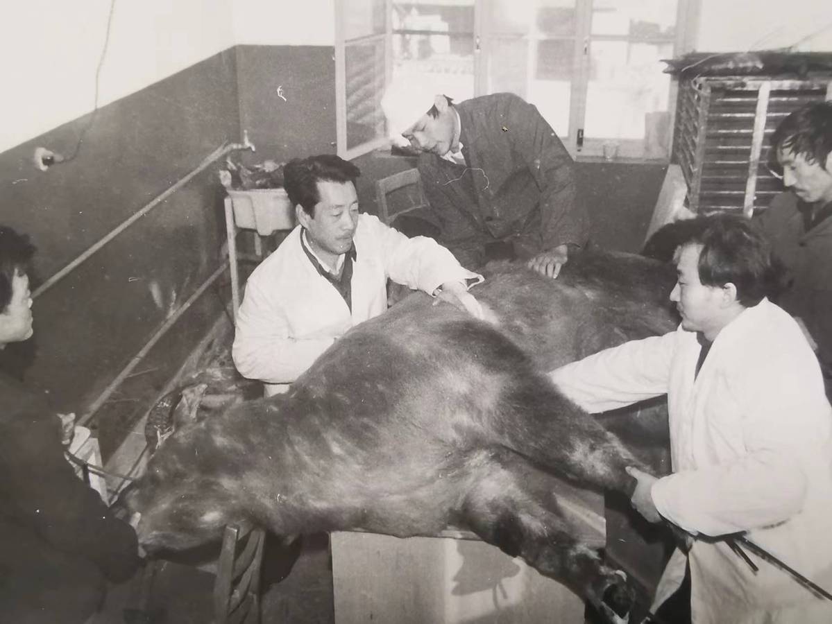 1987年生物系王定乾老师带领青年教师和学生在文县自然保护区制作动物标本