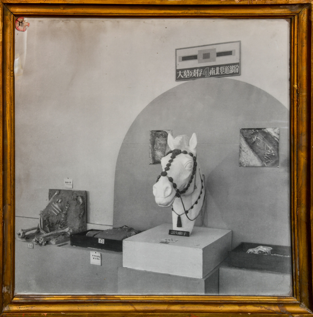 历史系文物陈列室1950年殷墟发掘图片展
